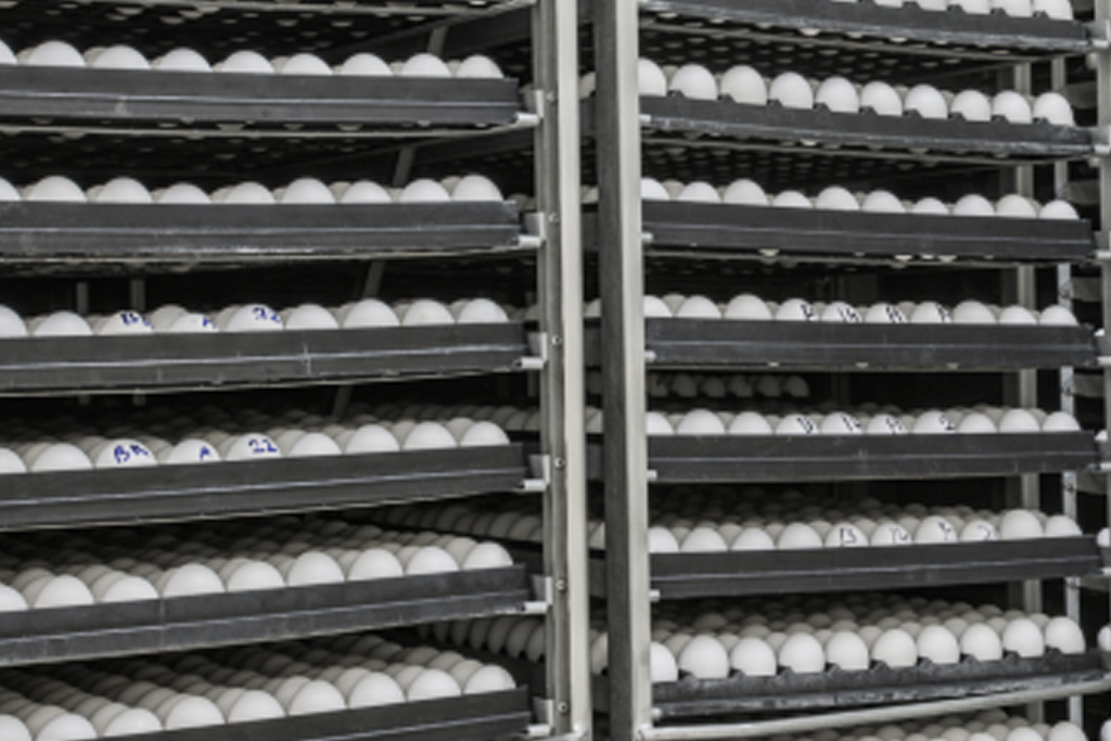 RL Fresh Hatchery Integration Image two